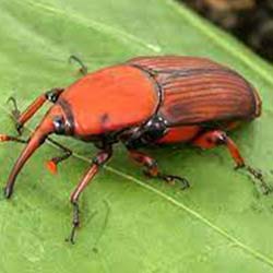 Red weevil insect